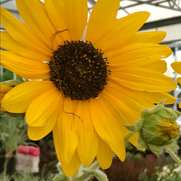 Meet your Posher, Anna - Picture 1 of 1